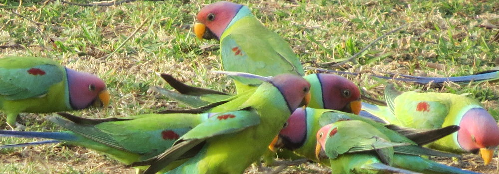 Blossomhead Parkeet