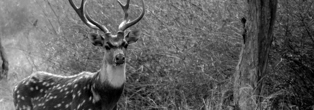 Chital