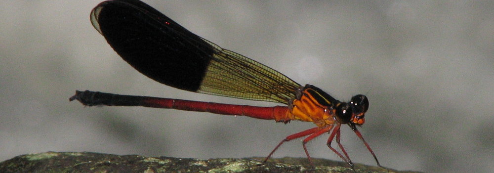 Euphaea cardinalis