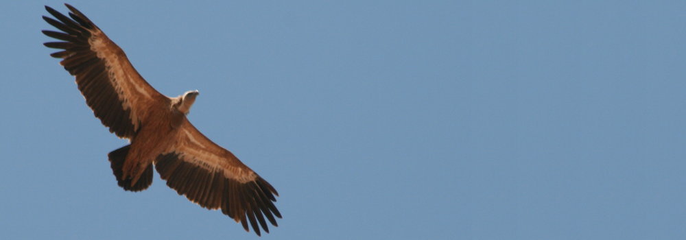Eurasian Griffon