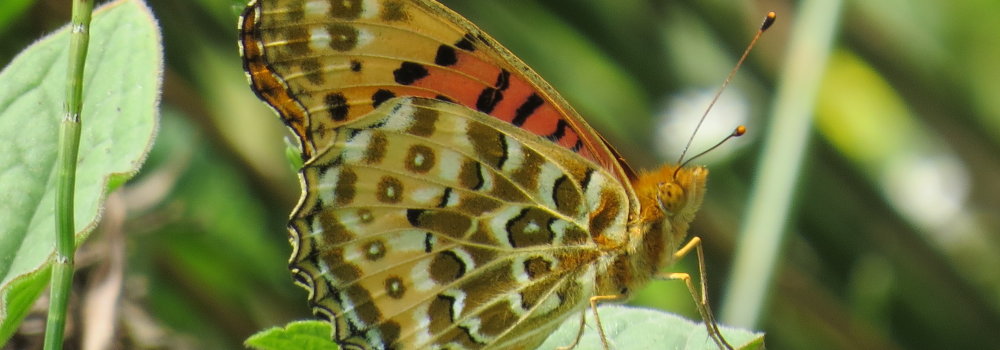 Indian Fritillary