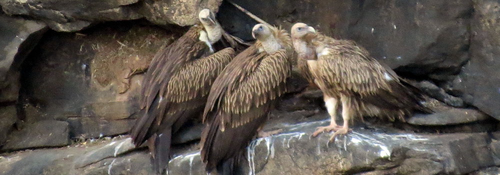 Long Billed Vultures
