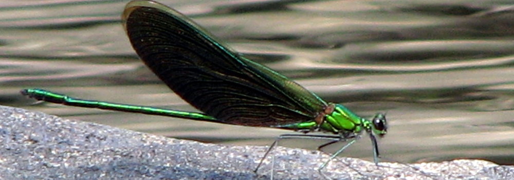 Neurobasis chinensis
