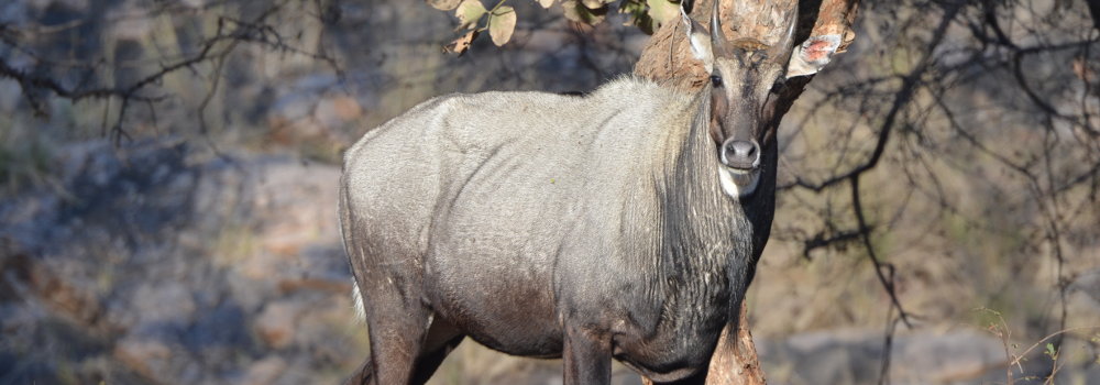 Nilgai