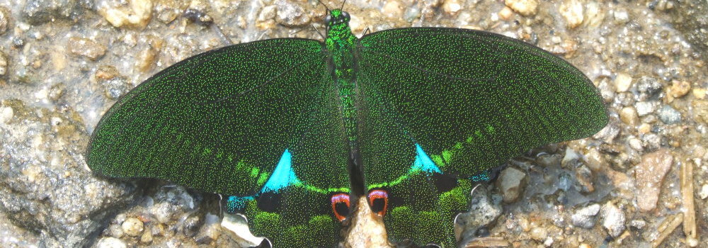 Paris Peacock