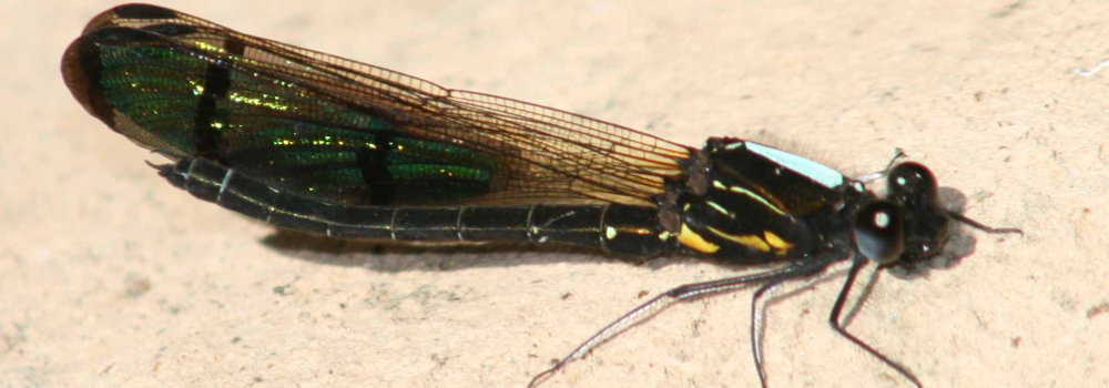 Rhinocypha trifasicata