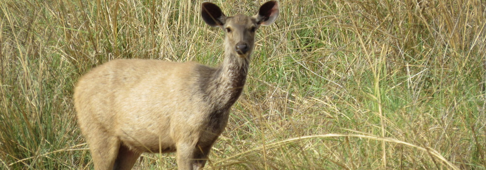 Sambar
