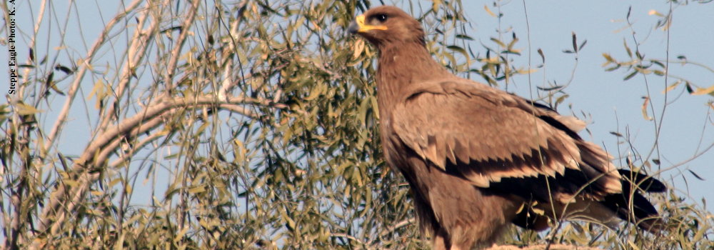 Steppe Eagle