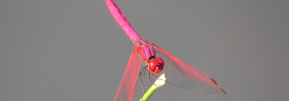 Trithemis aurora