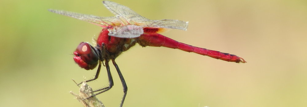 Urothemis signata