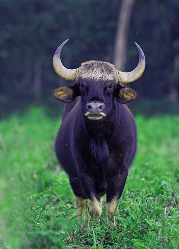 Zoological Survey of India