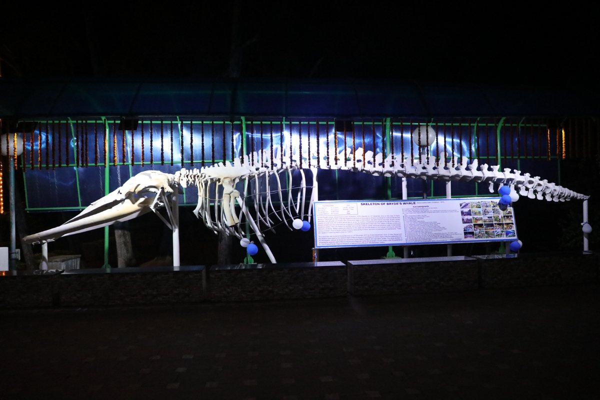 42 ft whale skeleton