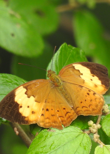 Cupha erymanthis
