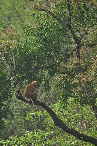 पशु डिस्कवरी
