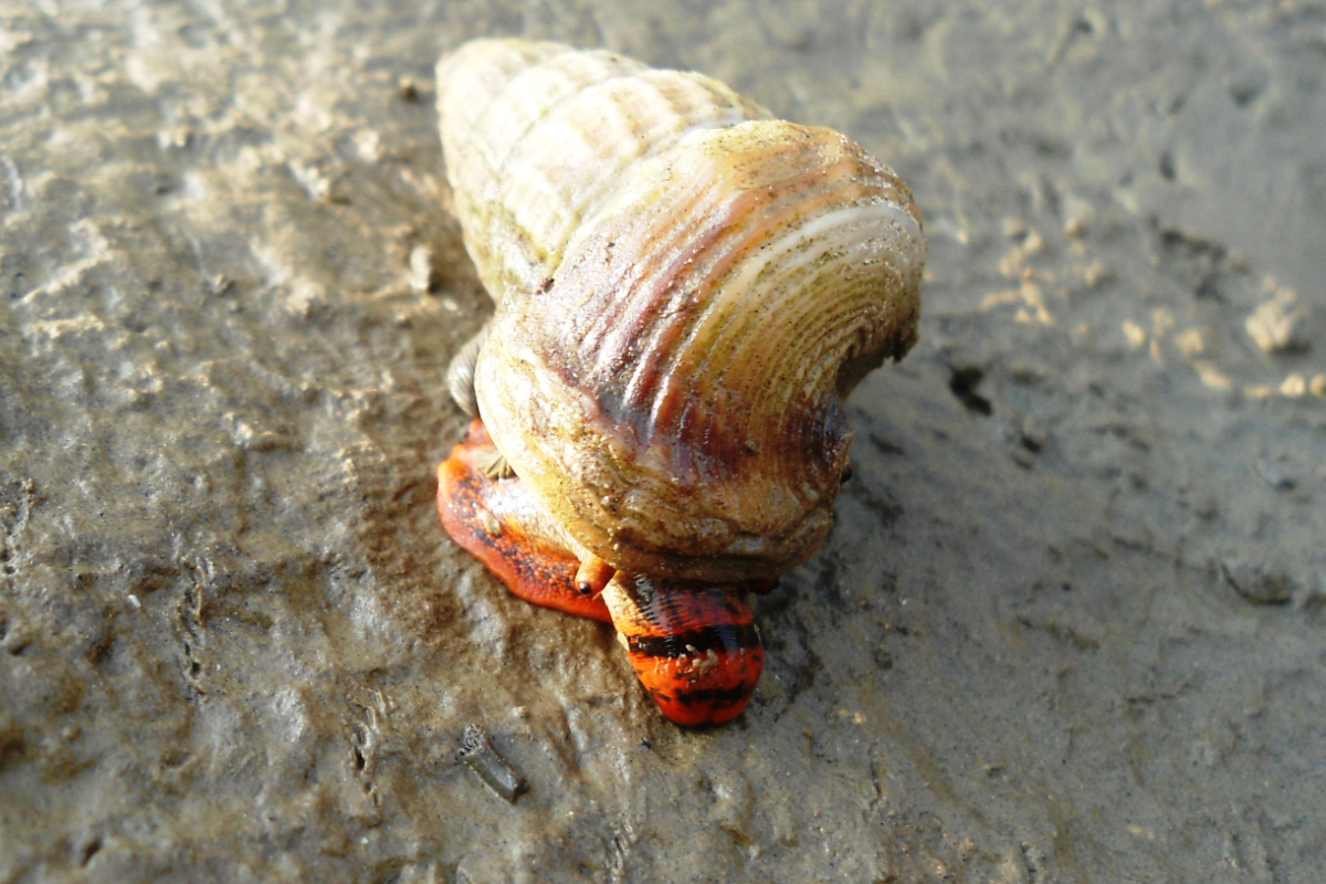 भेड़िया