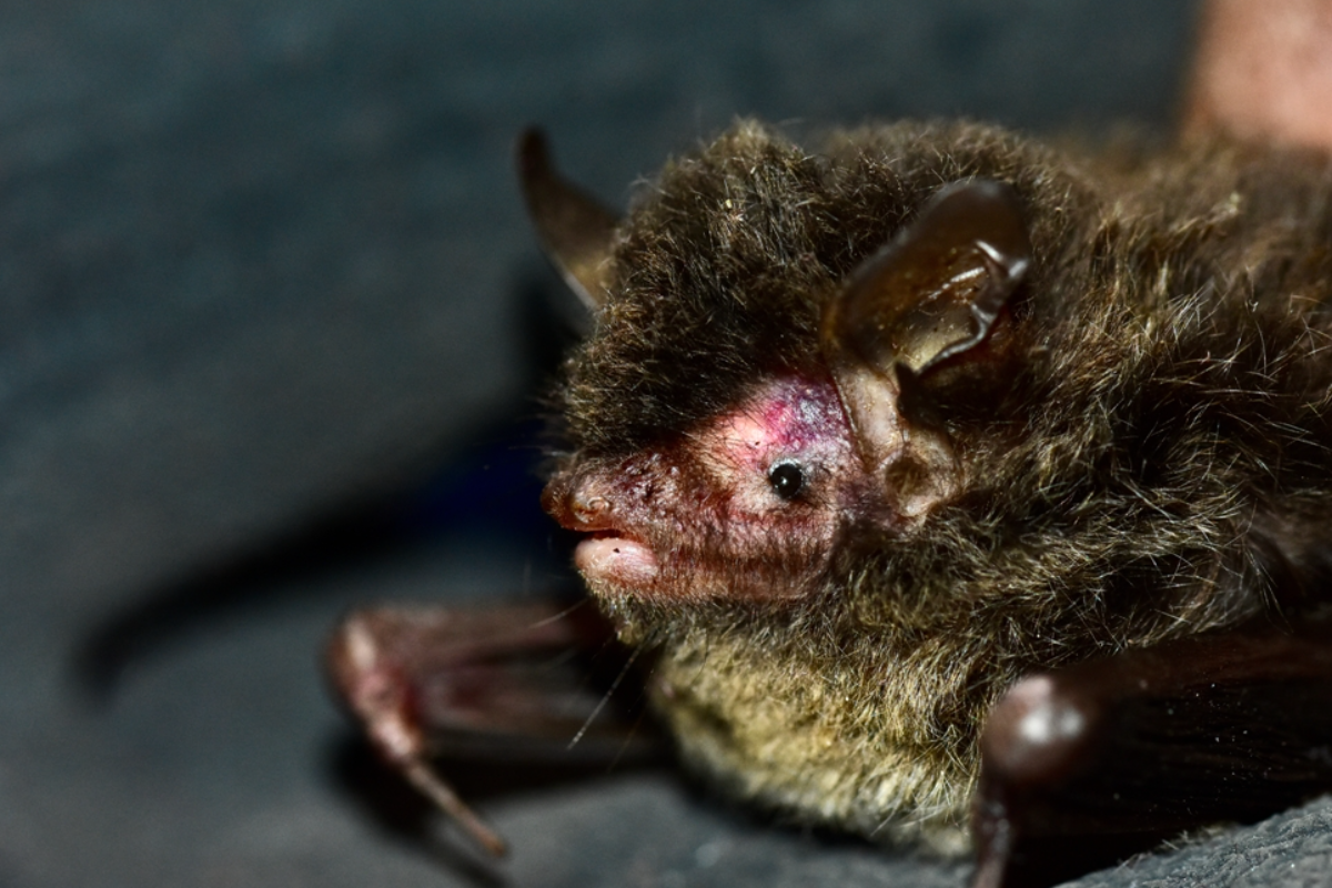 Myotis himalaicus (Ruedi, Chakravarty, Saikia & Csorba, 2025)