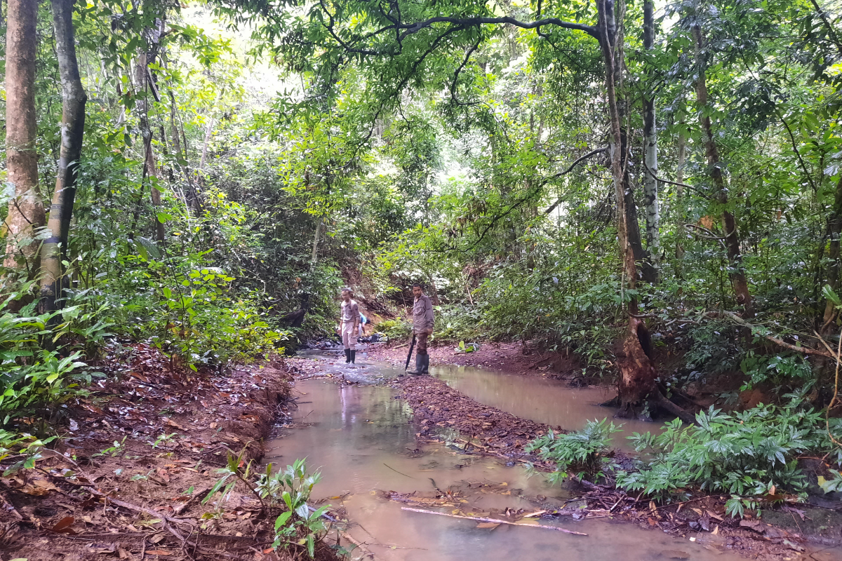 Amphibia Survey in Assam