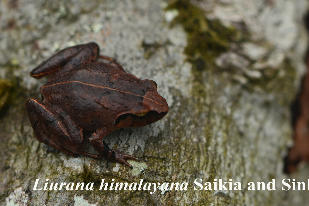 Liurana himalayana Saikia and Sinha 2019