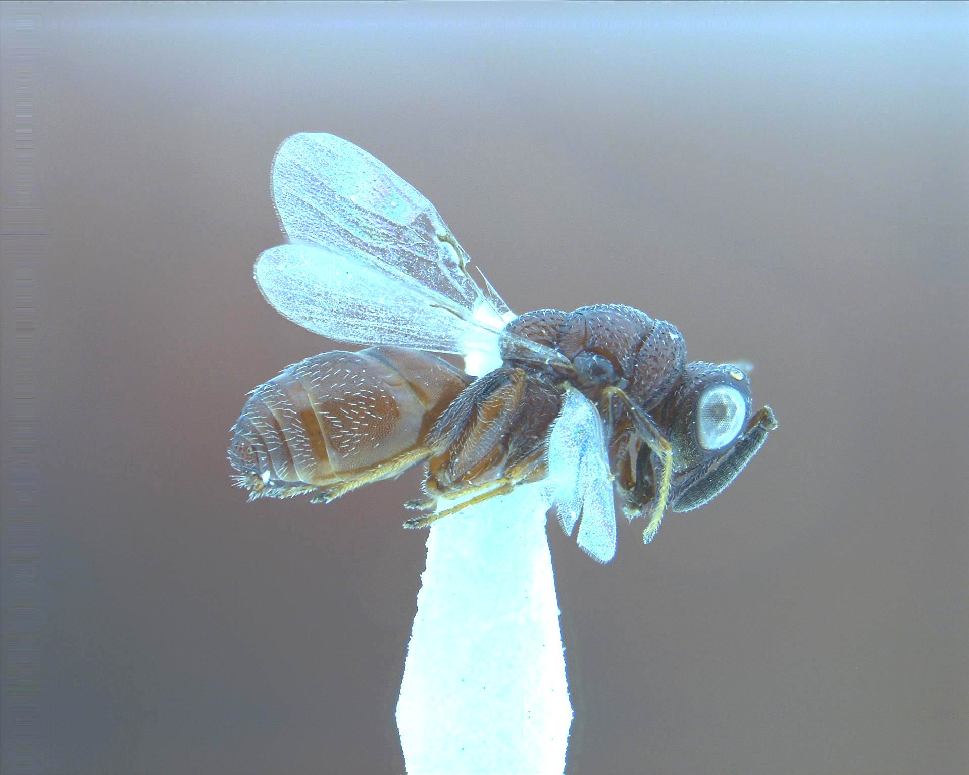 Tropimeris monodonBoucek, 1958 (Hymenoptera: Chalcididae)