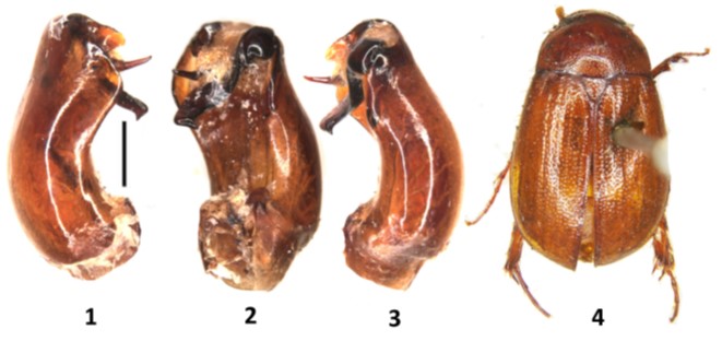 Neoserica panchmariensis Bhunia, Gupta, Chandra and Ahrens, 2022