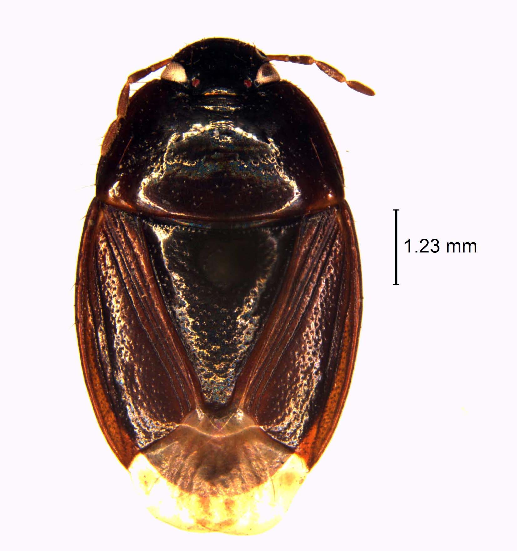 Macroscytus badius