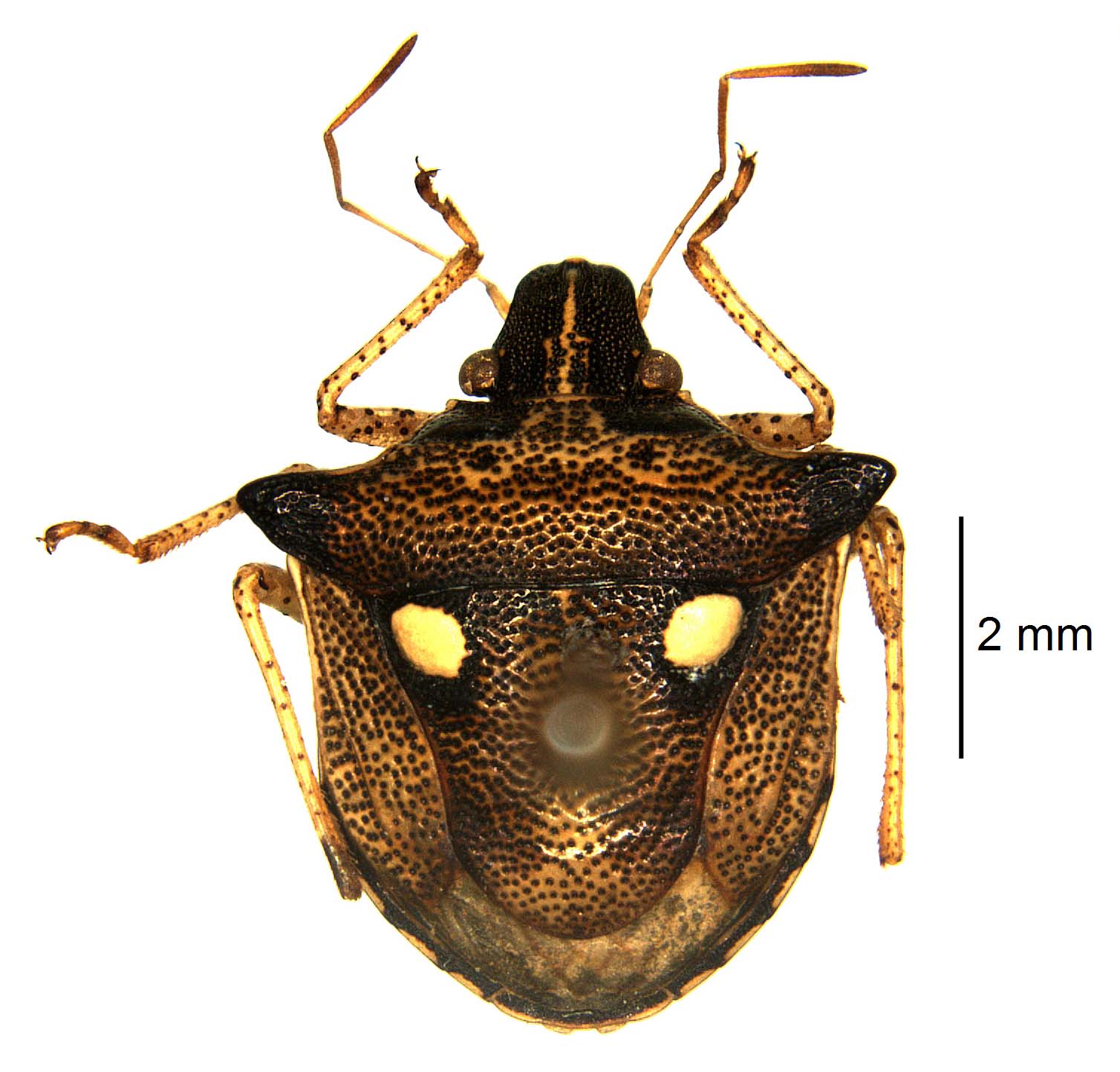 Eysarcoris rosaceus Final 06.12.22