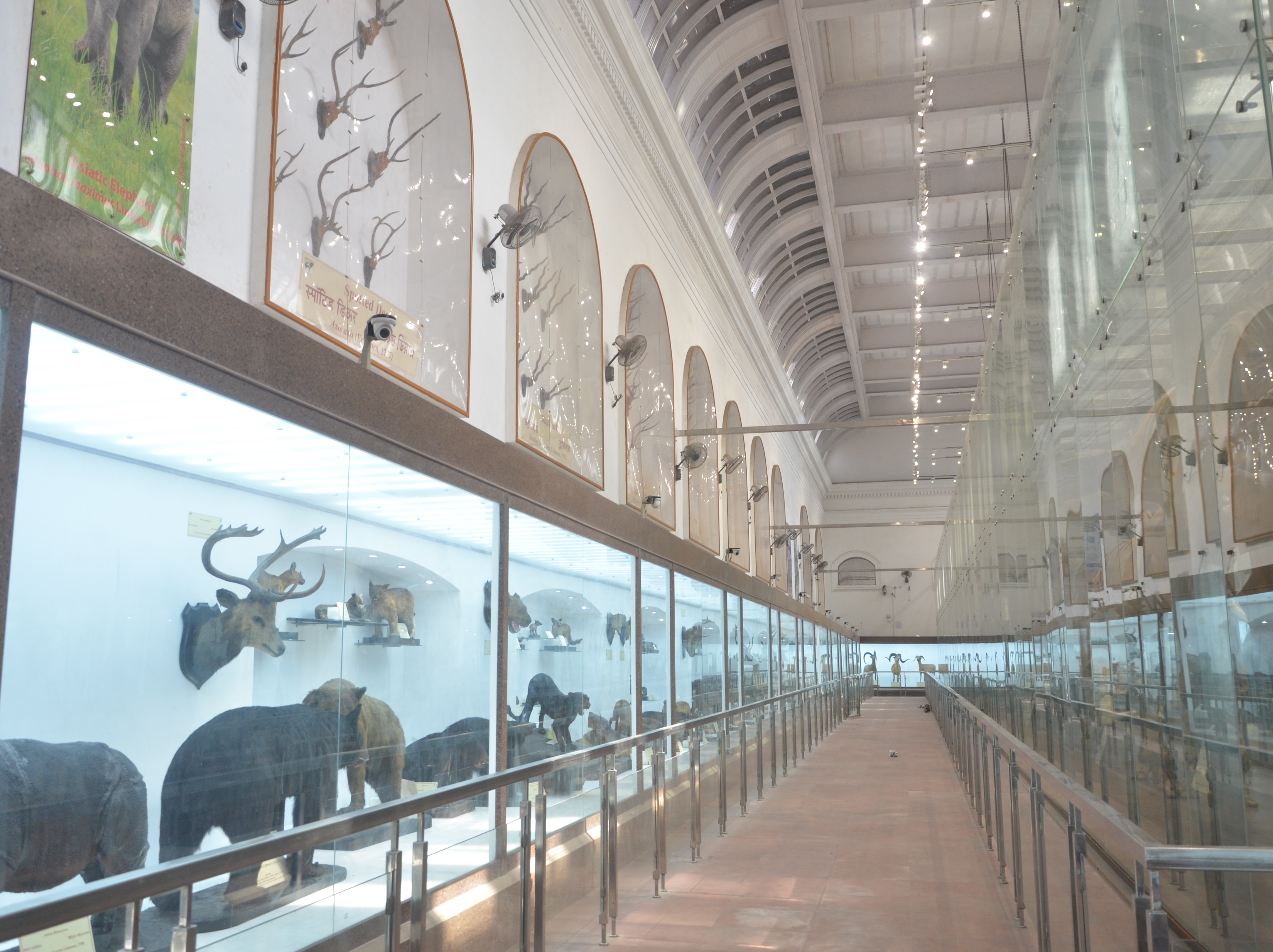 Mammal Gallery